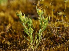 Triptilodiscus pygmaeus