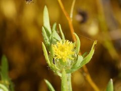 Triptilodiscus pygmaeus