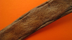 Bignonia corymbosa