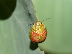 Paropsisterna fastidiosa