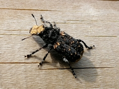Platyrhinus resinosus