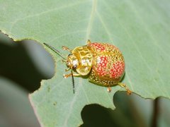 Paropsisterna fastidiosa