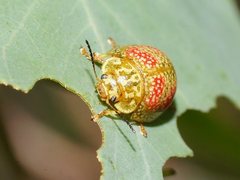 Paropsisterna fastidiosa