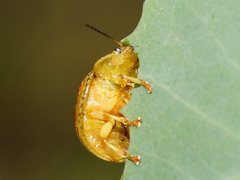 Paropsisterna fastidiosa