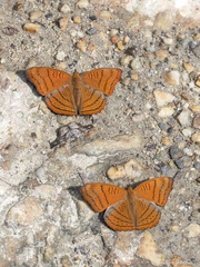 Pseudergolis wedah