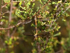 Leptotarsus mastersi