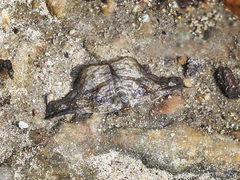 Thyridoidea
