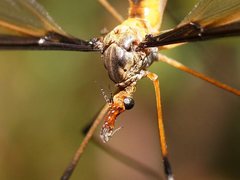 Leptotarsus mastersi