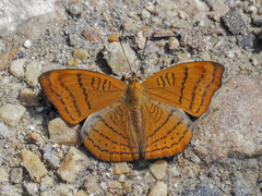 Pseudergolis wedah