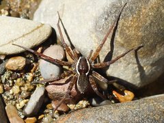 Dolomedes instabilis