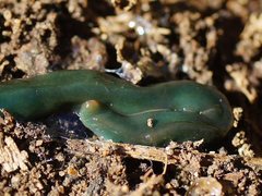 Caenoplana