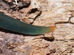Caenoplana