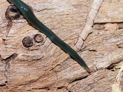 Caenoplana