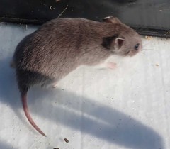 Saccostomus campestris