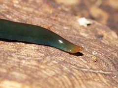 Caenoplana