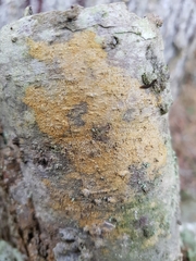 Chaenotheca ferruginea