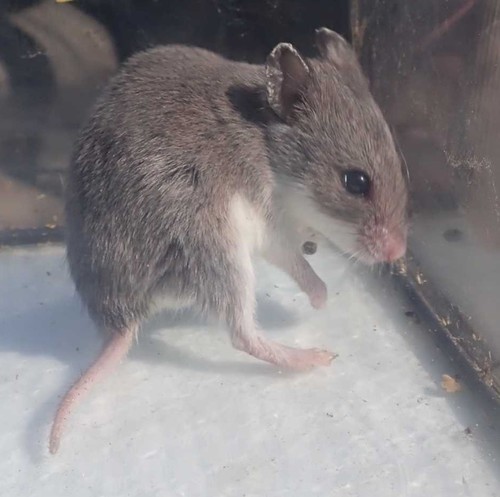 Pouched Mouse