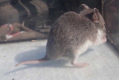 Saccostomus campestris