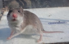 Saccostomus campestris