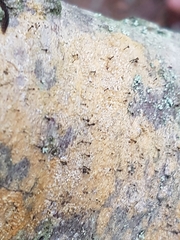 Chaenotheca ferruginea