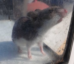 Saccostomus campestris