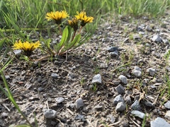 Taraxacum palustre