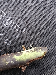 Chaenotheca furfuracea