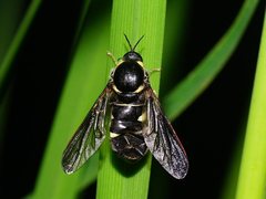 Leucopsina burnsi