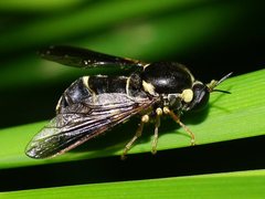 Leucopsina burnsi