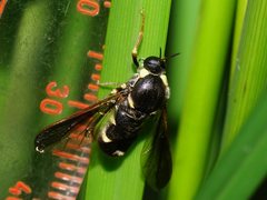 Leucopsina burnsi