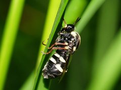 Leucopsina burnsi