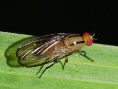 Sapromyza fuscocostata