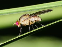 Sapromyza fuscocostata