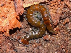 Cormocephalus esulcatus