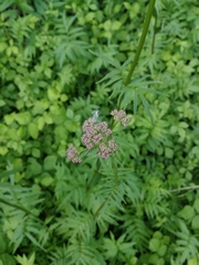 Valeriana officinalis