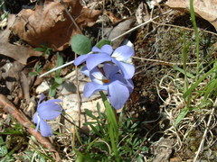 Viola pedata
