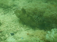Epinephelus longispinis