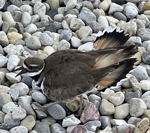 Killdeer photographed in Illinois