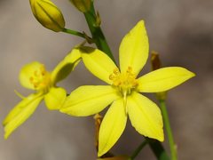 Bulbine glauca