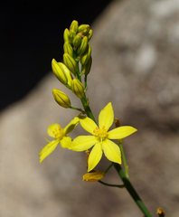 Bulbine glauca