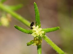 Galium gaudichaudii