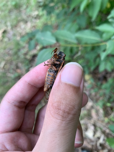 Neotredecim Periodical Cicada photo 4