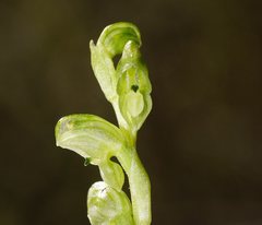 Pterostylis crassicaulis