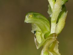 Pterostylis crassicaulis