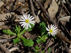 Brachyscome diversifolia