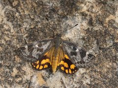 Synemon parthenoides parthenoides