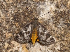 Synemon parthenoides parthenoides