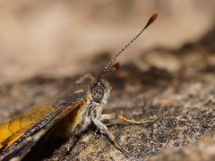 Synemon parthenoides parthenoides