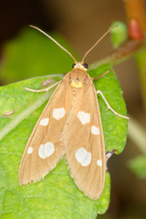 Dysauxes famula
