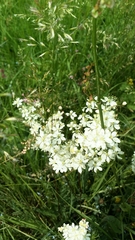 Filipendula vulgaris